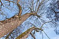 * Nomination Fraxinus excelsior at the park of the peninsula on Hans-Pruscha-Weg, Pörtschach, Carinthia, Austria -- Johann Jaritz 03:46, 1 January 2022 (UTC) * Promotion  Support Good quality. --XRay 10:04, 1 January 2022 (UTC)