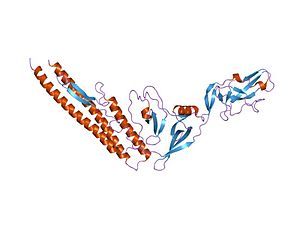 PDB 1io1 EBI.jpg