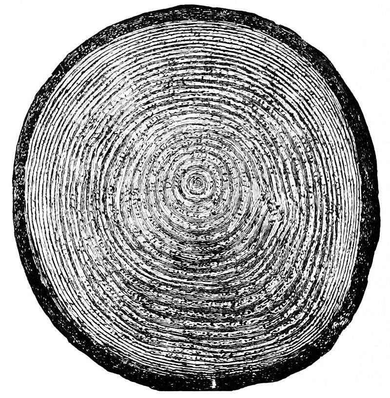 What Tree Rings Can Reveal - Cornellians | Cornell University