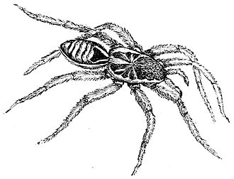 Lycosa tarantula, illustration PSM V50 D395 Lycosa tarantula.jpg