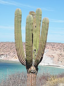 A cardon cactus (Pachycereus pringlei) found in the Baja Peninsula, Sonoran Desert. Pachycereus pringlei (5780799263).jpg