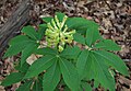 Malowane kwiaty buckeye Aesculus sylvatica liście.jpg