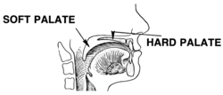 мягкое нёбо и твёрдое нёбоSOFT PALATE     HARD PALATE