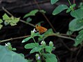 Pale Palm Dart(Telicota augias) from Koovery