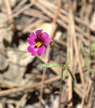 <i>Erythranthe palmeri</i> Species of flowering plant