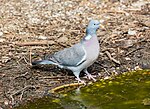 Miniatura per Columba palumbus