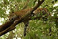Jaguarai gerai laipioja medžiais. Belizo zoologijos sodas, 2006 m.