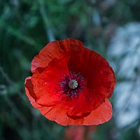 Coquelicot