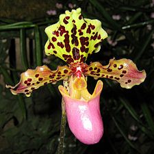 Paphiopedilum henryanum.