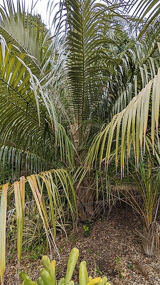 <i>Parajubaea sunkha</i> Species of palm