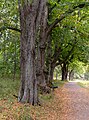 Image 229Park path lined by trees, Rosendals trädgård, Stockholm, Sweden