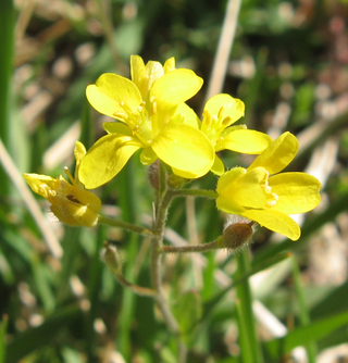 <i>Paysonia lescurii</i> Species of plant