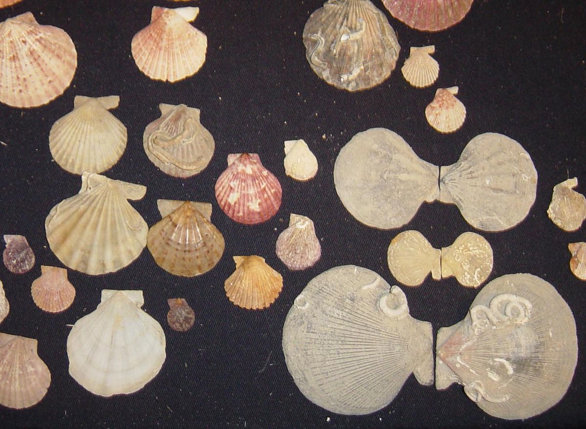 Морские гребешки — Википедия