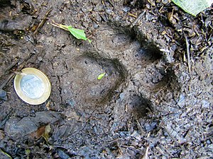 Pegada de onça parda (Puma concolor) na trilha Temimina Jani Pereira (37).jpg