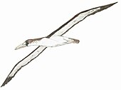 Life restoration of the Oligocene-Pleistocene false-toothed bird Pelagornis Pelagornis chilensis EF.jpg