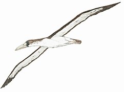 Pelagornis chilensis