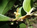 Persoonia cornifolia ovary.jpg