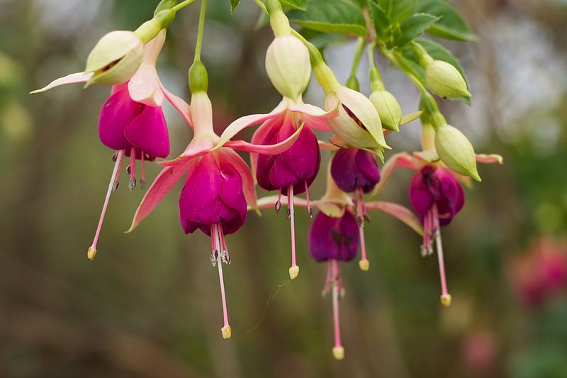 File:Peru - Cusco 182 - pretty flowers (8111194185).jpg