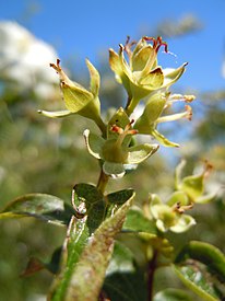 Fruits Philadelphus lewisii (5192712320).jpg