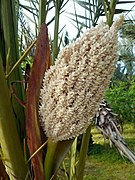 Inflorescencia macho