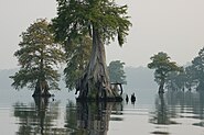 Photo of the Week - Great Dismal Swamp National Wildlife Refuge (VA) (4578425529)