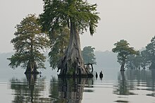 Fotografie týdne - National Dismal Swamp National Wildlife Refuge (VA) (4578425529) .jpg