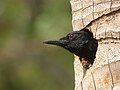 Head of Melanerpes herminieri emerging his nest.