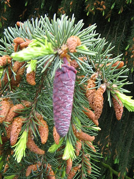 File:Picea breweriana cones02.jpg