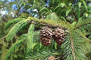 Picea spinulosa kz03.jpg