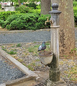 Pigeon drinking at the fountain in Vada (Livorno), after the quarantine the animals get closer and are not afraid.jpg
