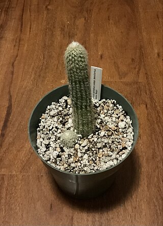 <i>Pilosocereus aurisetus</i> Species of cactus