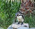 * Nomination Humboldt penguin. Zoological Park Buin Zoo. --Rjcastillo 17:59, 22 October 2022 (UTC) * Promotion  Support Good quality. --Poco a poco 19:37, 22 October 2022 (UTC)