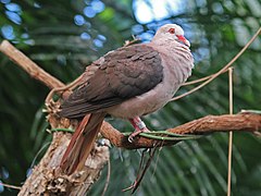 Pink Pigeon RWD3.jpg