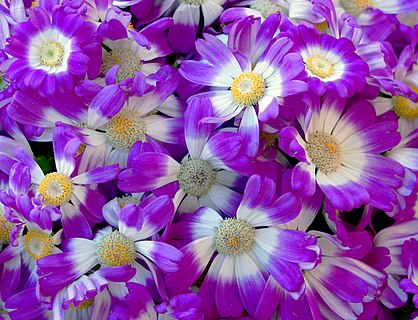 Pink flowers of Senecio Cruentus.jpg