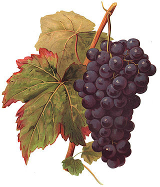 <span class="mw-page-title-main">St. Laurent (grape)</span> Variety of grape