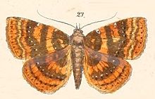 Pl. 117-23-Attonda adspersa.JPG