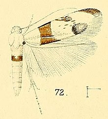 Pl.6-fig.72-Micropostega aeneofasciata Walsingham، 1891.jpg