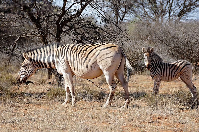 File:Plains Zebras (Equus quagga burchellii) mare and foal ... (32289128033).jpg