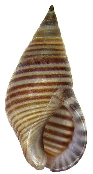 <i>Hinea fasciata</i> Species of gastropod