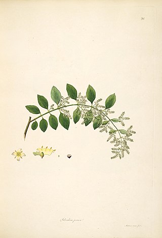 <i>Salvadora persica</i> Species of shrub