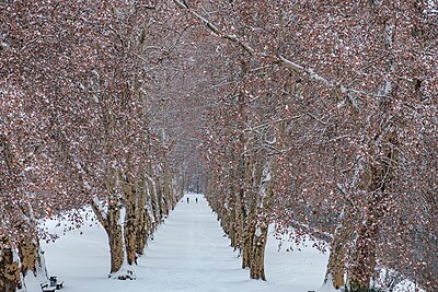 Platanenallee-mit-Schnee.jpg