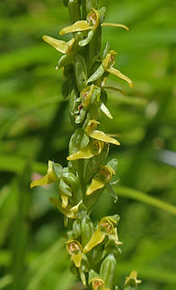 <i>Platanthera tescamnis</i> Species of orchid