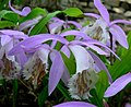 Pleione formosana