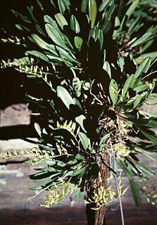 <i>Specklinia grobyi</i> Species of orchid