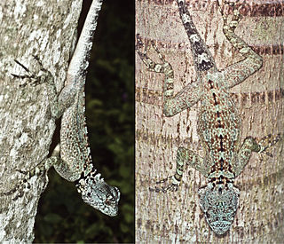 <i>Plica caribeana</i> Species of lizard