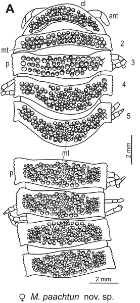 File:Plos One e105877 Figure 5-A Maatidesmus paachtun.png