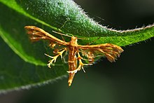 Plume Moth (Deuterocopus albipunctatus) (15522493265) .jpg