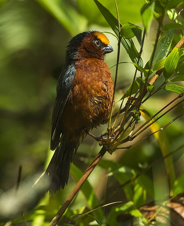 Image: Plush capped Finch   Colombia S4E1689 (22623276893)