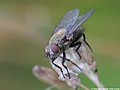 Pollenia rudis (Fabricius, 1794)