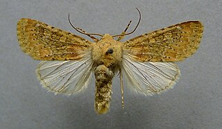 <i>Polymixis argillaceago</i> Species of moth